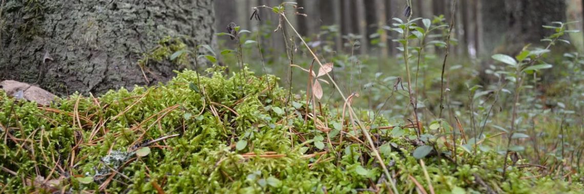 Close-up of a forest floor with lush green moss and various plants creating a serene nature scene.